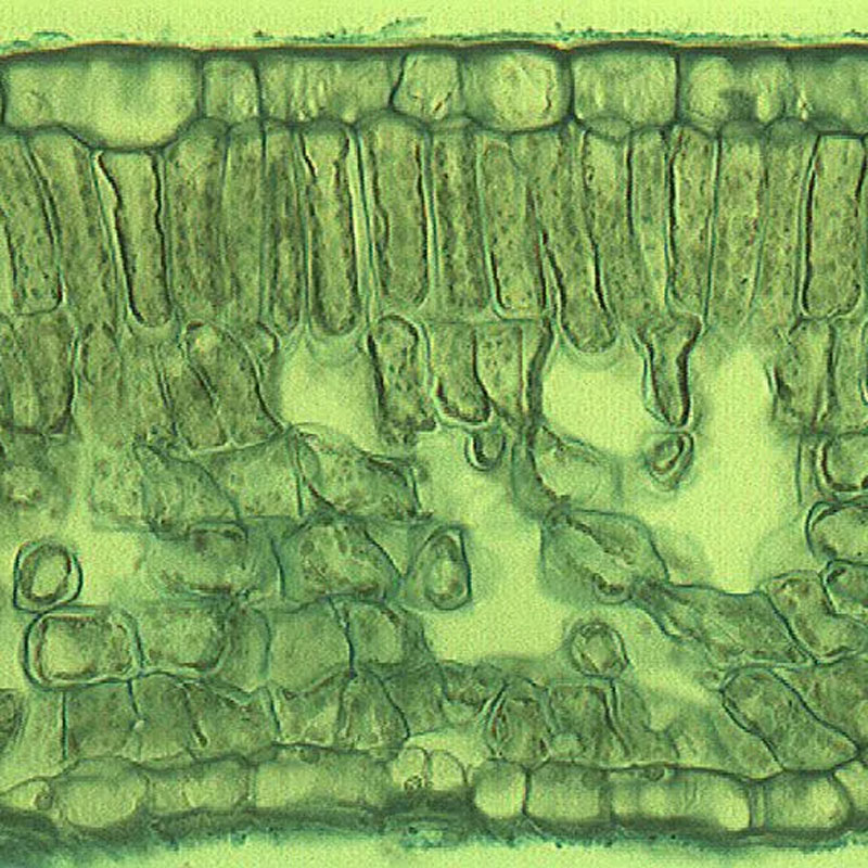 Mikroskopischer Schnitt, Probe 1
