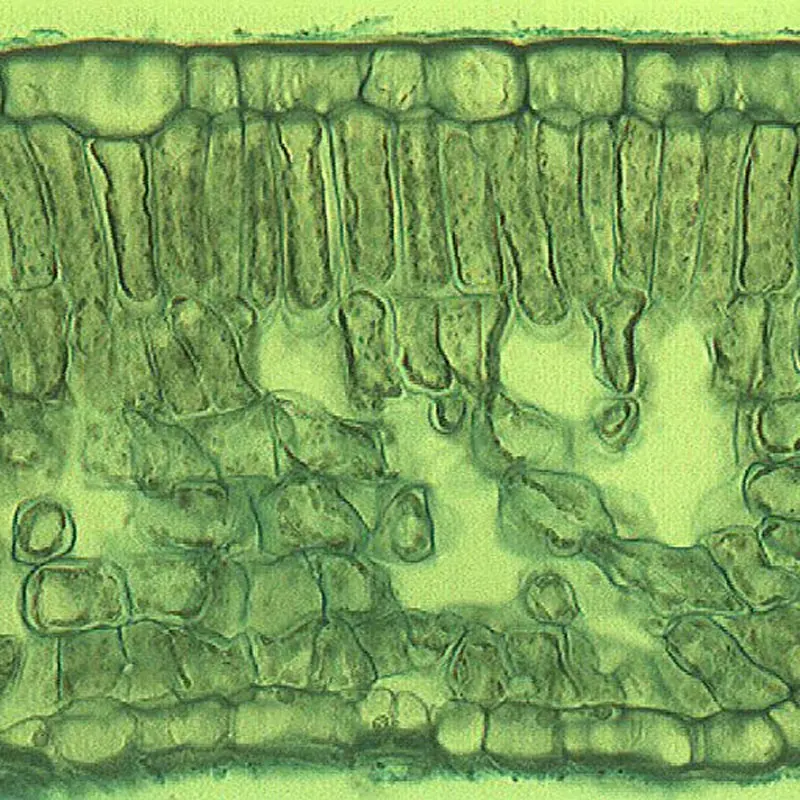 Microscopic section, sample 1